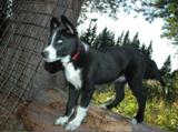 Husky Trail`s Chanti 