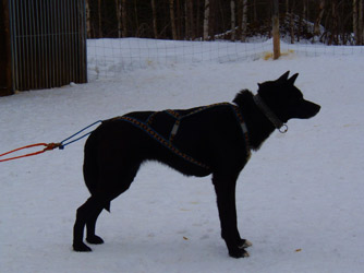 Skogen`s Binna(Doris) 