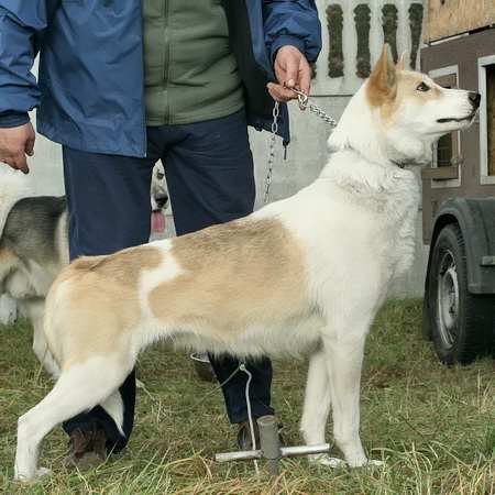 Dakota Polarna Legenda 