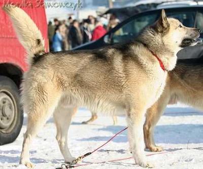 D'togo Polarna Legenda 