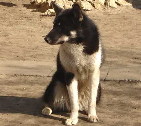 Enaa Neenyo Polarna Legenda 