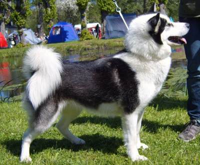 Giant Green Akita 