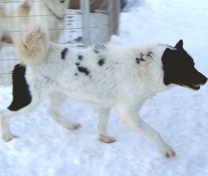 Heksegrytas Bjørk Vinterbarn 