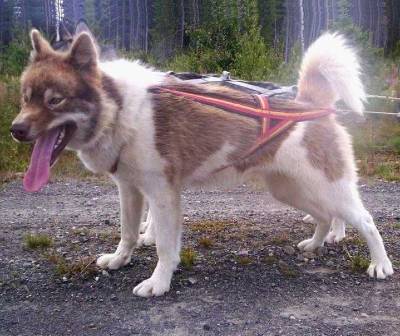 Nordic Sled Dog's U Piqtuq 