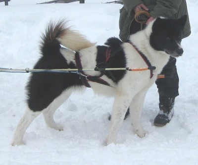 Stuor-irkes Arnaqmiut 