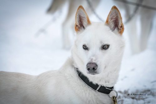 Trondheim Husky's Fenris 