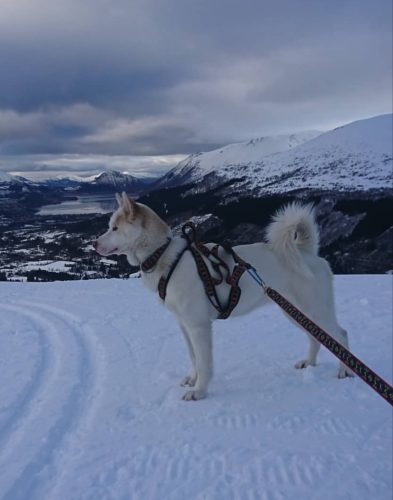 Frøya av Bjerketunet