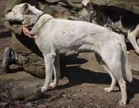 Aleutian Range Kennel´s Jewel / Gi