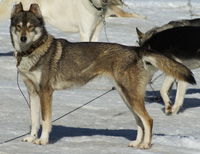 Icebell´s Kolyma