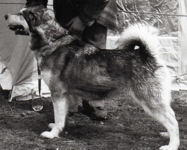 Tote-um`s Alaska Sno Bird